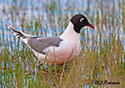 Larus pipixcan